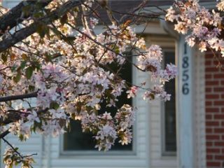 Foreclosed Home - List 100830317
